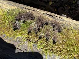 Attēlu rezultāti vaicājumam “Cribraria violacea stalked”