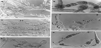 Attēlu rezultāti vaicājumam “Homomallium incurvatum sporophyte”