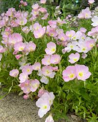 Image result for Oenothera odorata