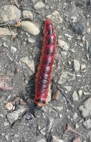 Attēlu rezultāti vaicājumam “Cossus cossus larva”