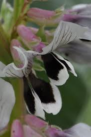 Attēlu rezultāti vaicājumam “Vicia faba flower”