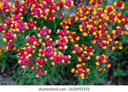 Attēlu rezultāti vaicājumam “Linaria loeselii flower”