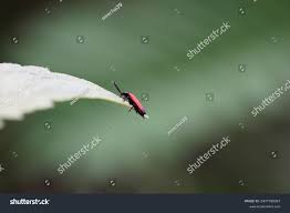 Attēlu rezultāti vaicājumam “Lygistopterus sanguineus”