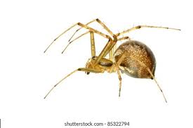 Attēlu rezultāti vaicājumam “Neriene montana”