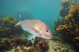 Image result for Pagrus auratus