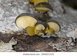 Attēlu rezultāti vaicājumam “Panellus serotinus”