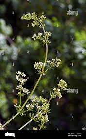 Attēlu rezultāti vaicājumam “Galium album flower”