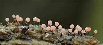 Attēlu rezultāti vaicājumam “Lamproderma arcyrioides macro”