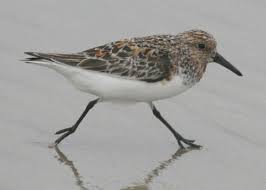 Attēlu rezultāti vaicājumam “Calidris alba adult”