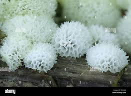 Attēlu rezultāti vaicājumam “Ceratiomyxa fruticulosa macro”