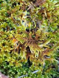 Attēlu rezultāti vaicājumam “Hypnum cupressiforme var. lacunosum sporophyte”