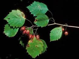 Attēlu rezultāti vaicājumam “Crataegus x macrocarpa fruit”