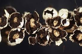 Attēlu rezultāti vaicājumam “Diderma montanum”