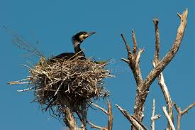Attēlu rezultāti vaicājumam “Phalacrocorax carbo nest”