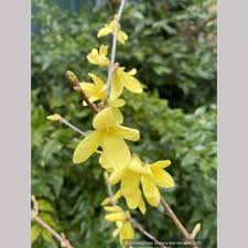Attēlu rezultāti vaicājumam “Forsythia suspensa flower”