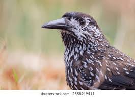 Attēlu rezultāti vaicājumam “Nucifraga caryocatactes”