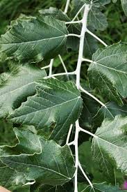 Attēlu rezultāti vaicājumam “Populus alba Nivea”