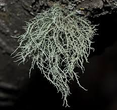 Attēlu rezultāti vaicājumam “Usnea hirta”