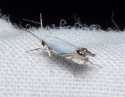 Attēlu rezultāti vaicājumam “Incurvaria oehlmanniella”