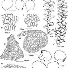 Attēlu rezultāti vaicājumam “Jungermannia sphaerocarpa”