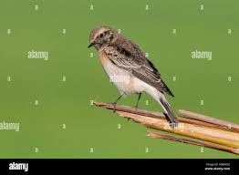 Image result for Oenanthe pleschanka