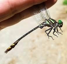 Attēlu rezultāti vaicājumam “Gomphidae”