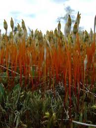 Attēlu rezultāti vaicājumam “Polytrichum juniperinum sporophyte”