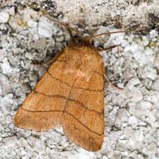 Attēlu rezultāti vaicājumam “Charanyca trigrammica”