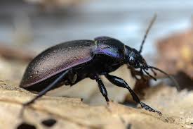 Attēlu rezultāti vaicājumam “Carabus nemoralis”