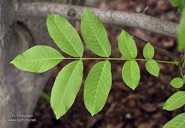 Attēlu rezultāti vaicājumam “Juglans regia”