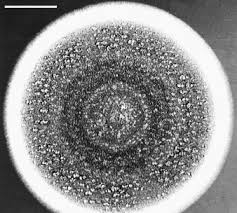Attēlu rezultāti vaicājumam “Craterium leucocephalum var. scyphoides spores”