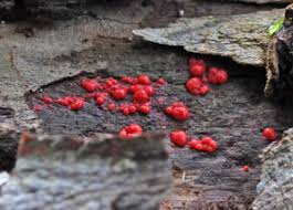 Attēlu rezultāti vaicājumam “Lycogala ustulatum”