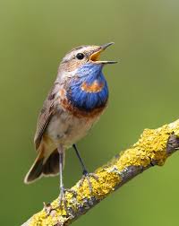 Attēlu rezultāti vaicājumam “Luscinia svecica”