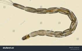 Attēlu rezultāti vaicājumam “Chironomidae larvae”