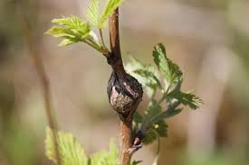 Attēlu rezultāti vaicājumam “Lasioptera rubi”