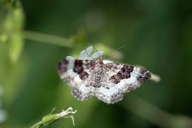 Attēlu rezultāti vaicājumam “Epirrhoe”