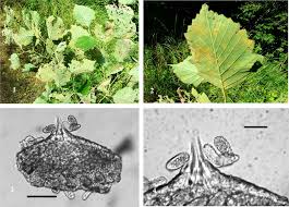 Attēlu rezultāti vaicājumam “Melampsoridium sp.”