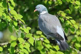 Image result for Columba palumbus