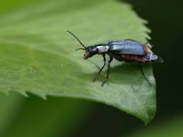 Attēlu rezultāti vaicājumam “Malachius bipustulatus”