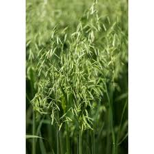 Attēlu rezultāti vaicājumam “Avena sativa”