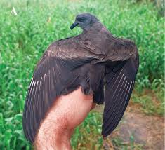 Image result for Oceanodroma monorhis