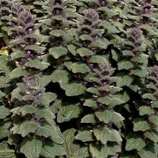 Attēlu rezultāti vaicājumam “Ajuga genevensis leaf”