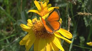 Attēlu rezultāti vaicājumam “Lycaena virgaureae male”