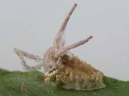 Attēlu rezultāti vaicājumam “Torrubiella arachnophila”