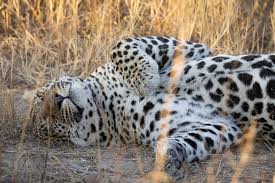 Attēlu rezultāti vaicājumam “Lycogala leopardinum young”