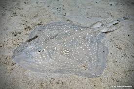 Image result for Raja radula