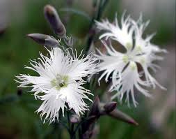Attēlu rezultāti vaicājumam “Dianthus arenarius”
