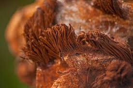 Attēlu rezultāti vaicājumam “Stemonitis pallida stalked”