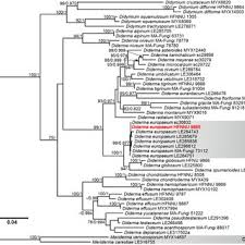 Attēlu rezultāti vaicājumam “Lycogala alisaulianovae”