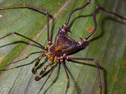 Attēlu rezultāti vaicājumam “Opiliones”